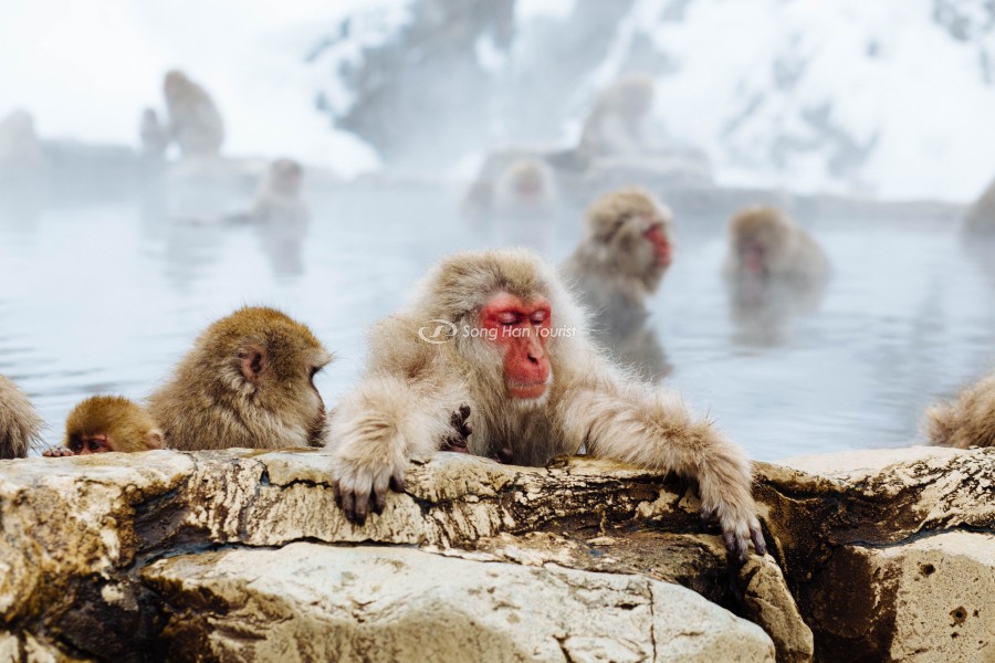 Đến thăm công viên Khỉ Tuyết vào mùa đông