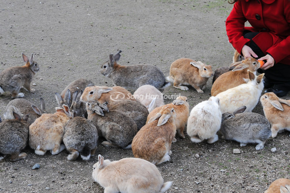Đến thăm đảo thỏ Okunoshima. (Nguồn: Shutterstock)