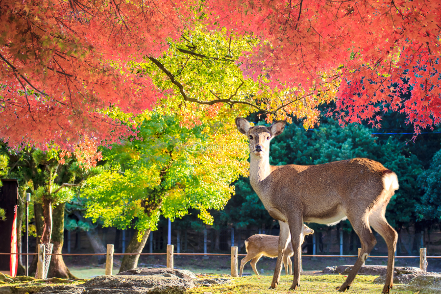 Đi tìm bình yên tại công viên Nara