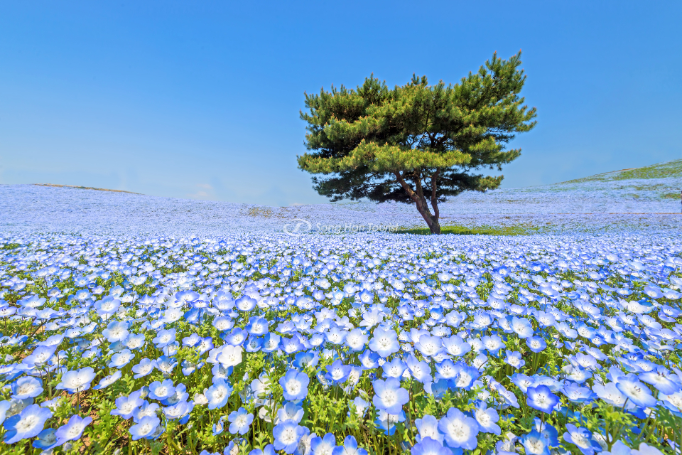 Điểm du lịch hè Nhật Bản hấp dẫn chiêm ngưỡng sắc hoa