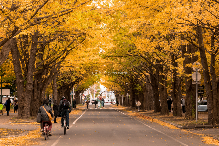 Du khách có thể dành thời gian cả ngày để tham quan trường đại học Hokkaido