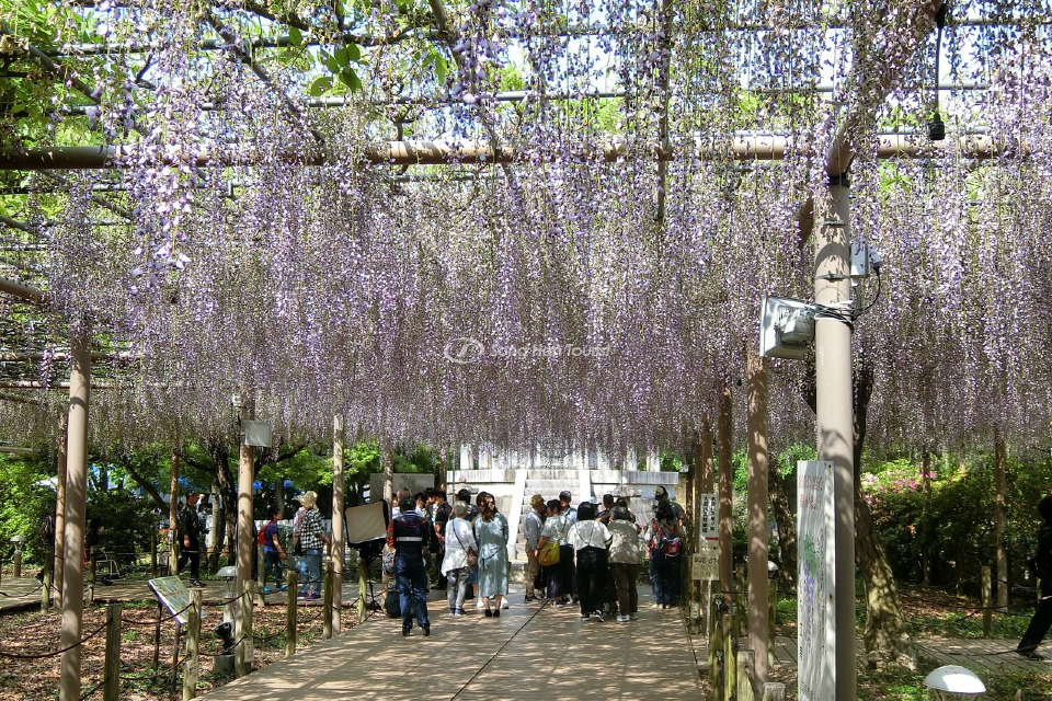 Du lịch Nhật đón chào nhiều du khách ngắm hoa tử đằng tại đền