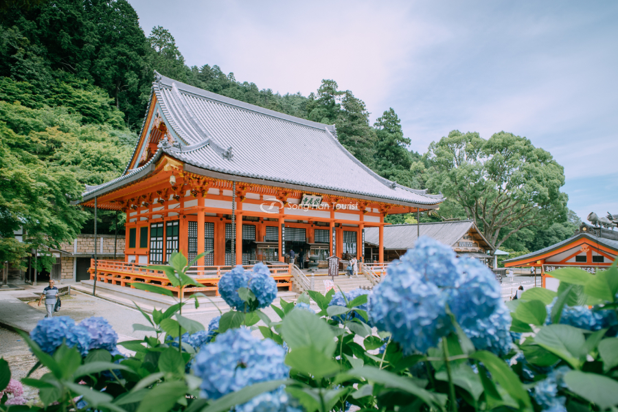 Du lịch Osaka ngắm hoa cẩm tú cầu tại ngôi chùa may mắn Katsuoji. 