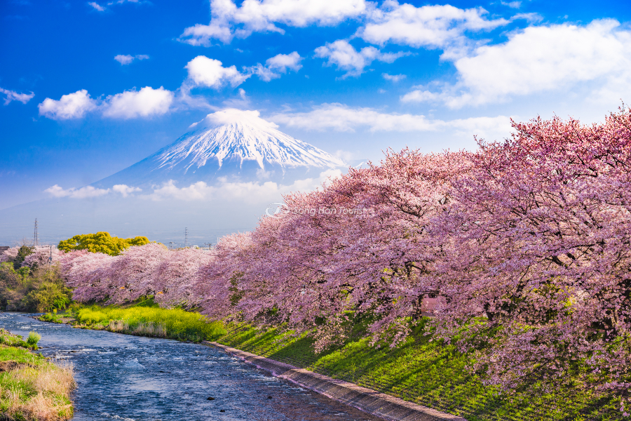 Hàng hoa anh đào nằm ven núi thiêng Nhật Bản