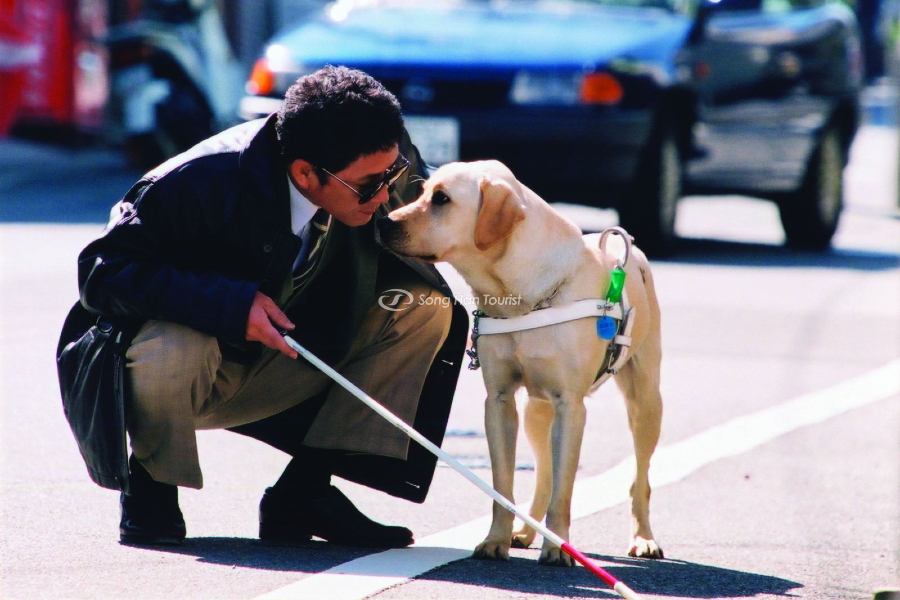 Hình ảnh xúc động trong bộ phim Quill, Chú chó dẫn đường 