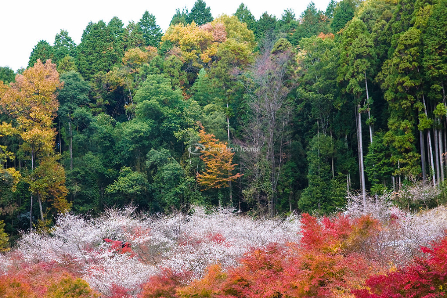 Hoa anh đào mùa thu ở Aichi