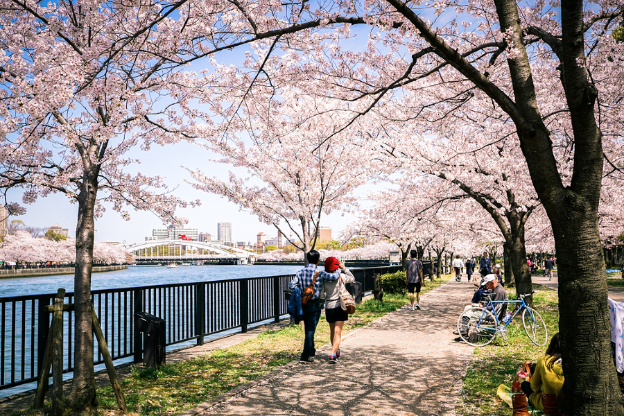 Cherry blossoms bloom when spring comes in Osaka 
