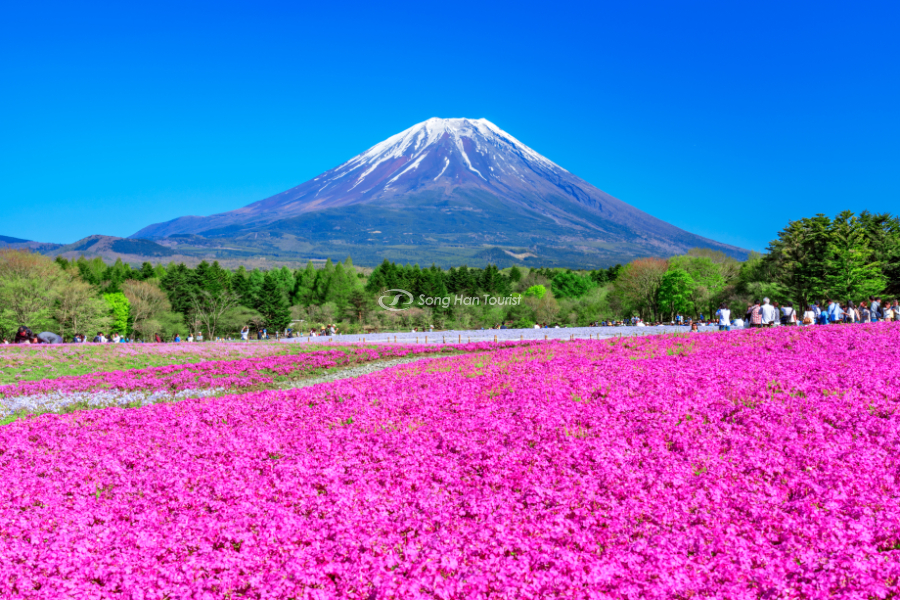 Hoa Chi anh bên cạnh núi Phú Sĩ