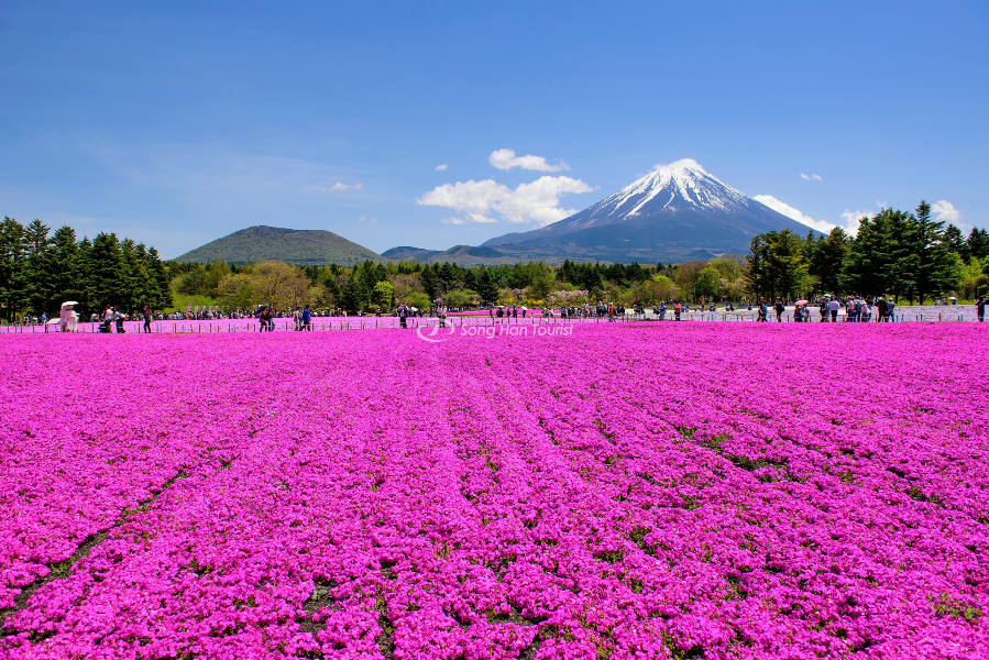 Hoa chi anh bên chân núi Phú Sĩ
