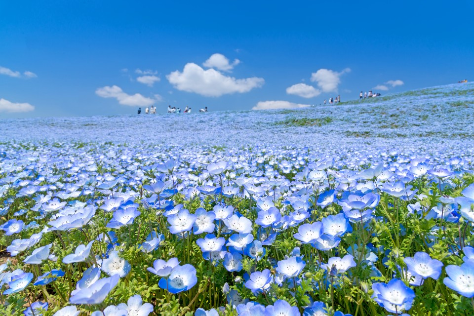 Hoa mắt xanh Nhật Bản mang ý nghĩa đẹp