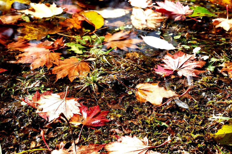 Sắc đỏ lá hồ diệp - hay còn gọi là lá đỏ vào mùa thu Nhật Bản