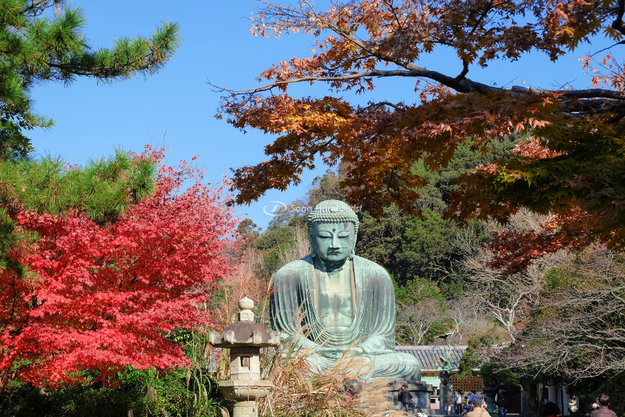 Không chỉ có tượng Phật Daibutsu vĩ đại Kamakura còn nhiều điều hấp dẫn và thú vị khác