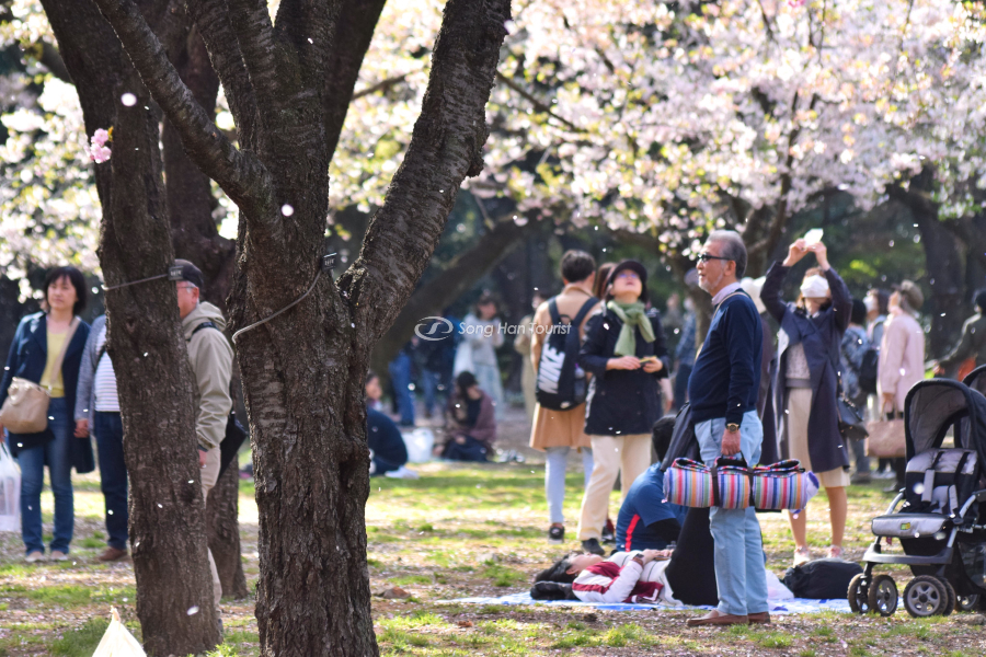 Khung cảnh lãng mạn vào mùa xuân tại Tokyo