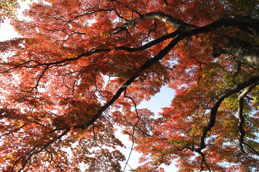 Khung cảnh mùa thu tuyệt vời tại di tích thành Oka 