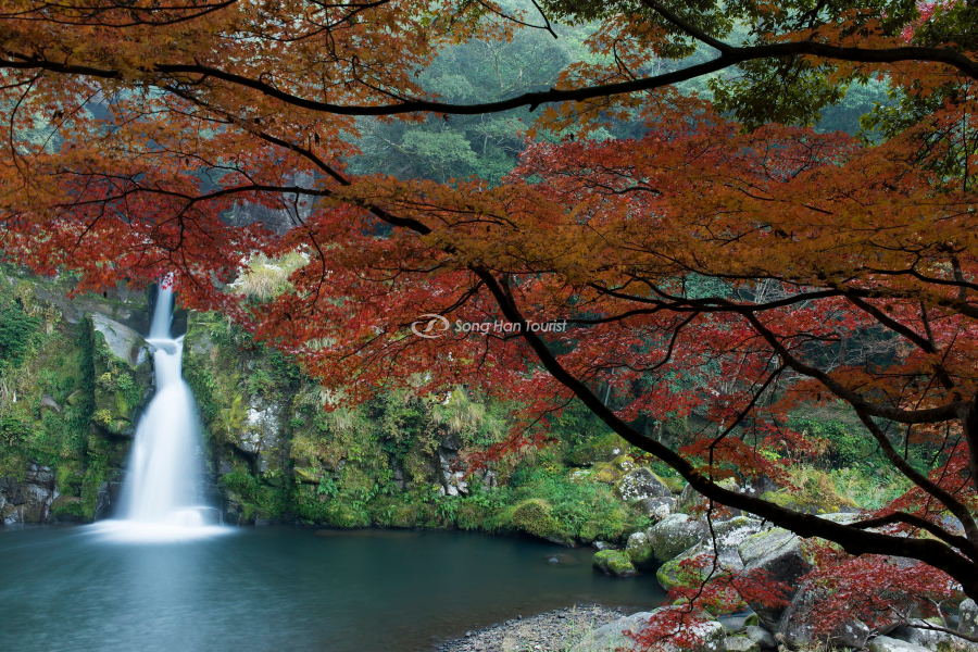 Lá đỏ đặc trưng của mùa thu Nhật Bản