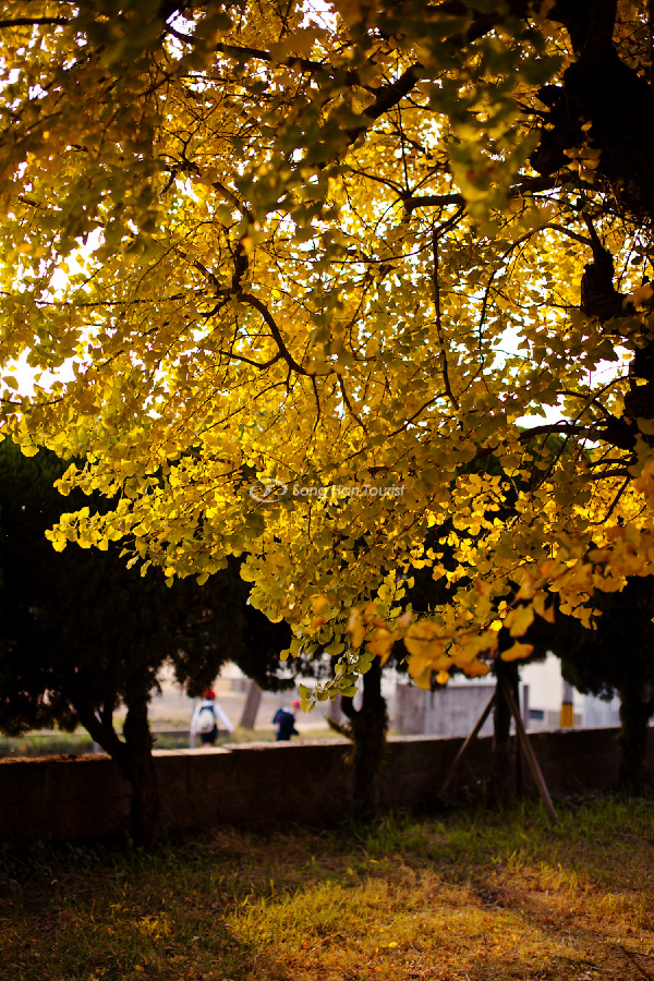 Lá vàng mùa thu choáng ngợp cả một góc trời