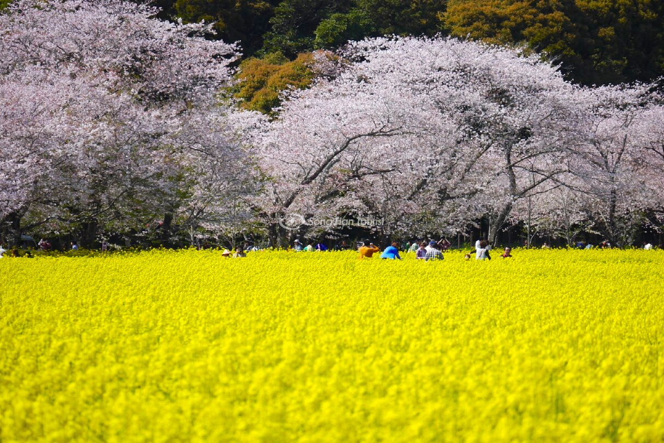 Lạc giữa muôn hoa khi du lịch Kyushu mùa xuân.