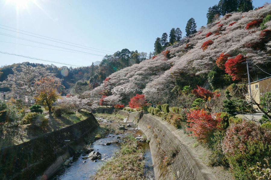 Làng Obara tỉnh Aichi vào mùa thu Nhật Bản