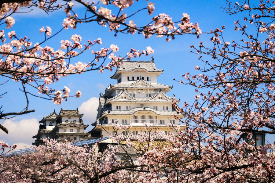 Lâu đài Nhật Bản rực rỡ trong sắc hoa sakura 
