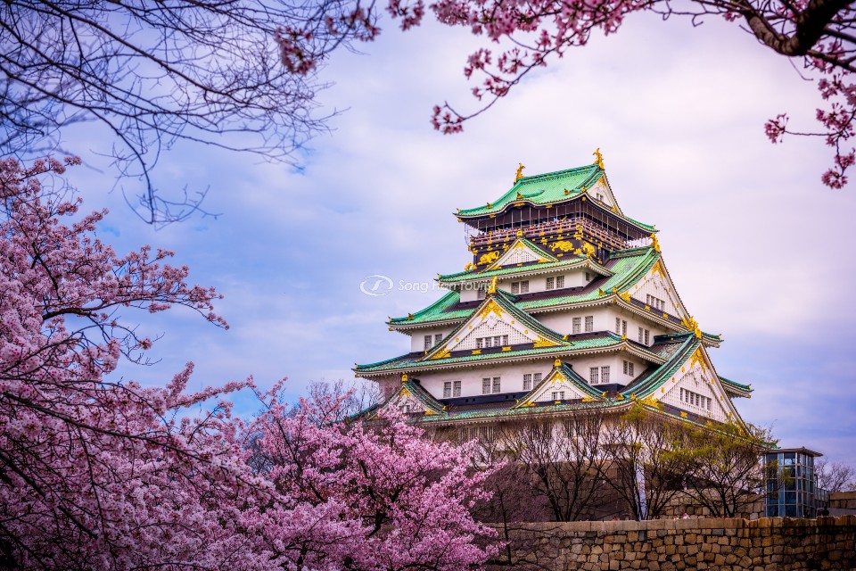 Lâu đài Osaka nổi bật giữa những tán hoa anh đào.