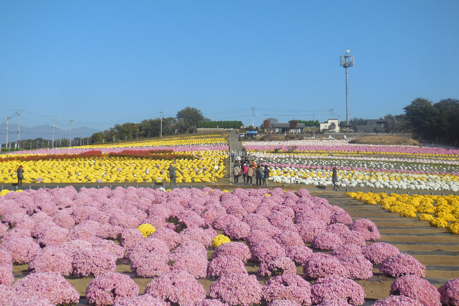 Lễ hội hoa cúc Akabori Kogiku No Sato