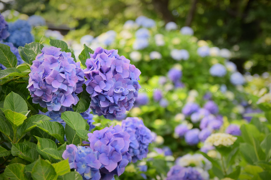 Loài hoa đại diện cho mùa hè Nhật Bản