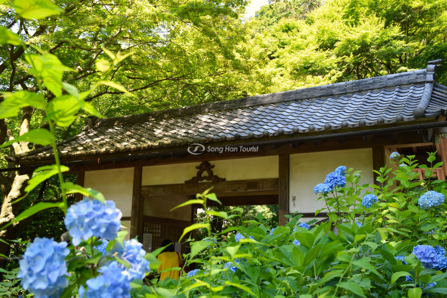 Một góc nhỏ tại đền với vẻ đẹp của Ajisai