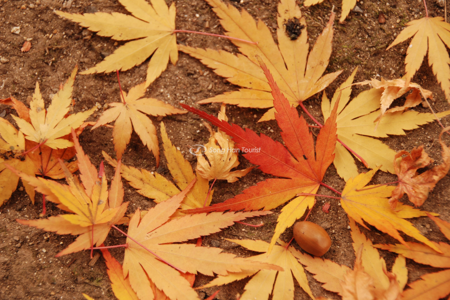 Mùa lá phong trên khắp nước Nhật 