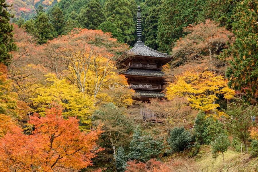 Mùa thu Nhật Bản pha lẫn nhiều gam màu thú vị 