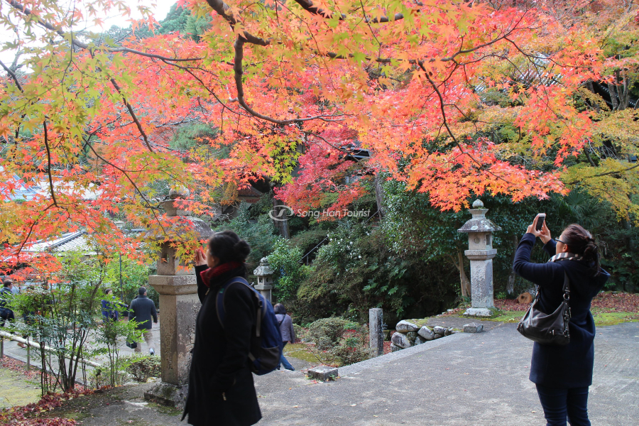 Autumn in Osaka is so beautiful 