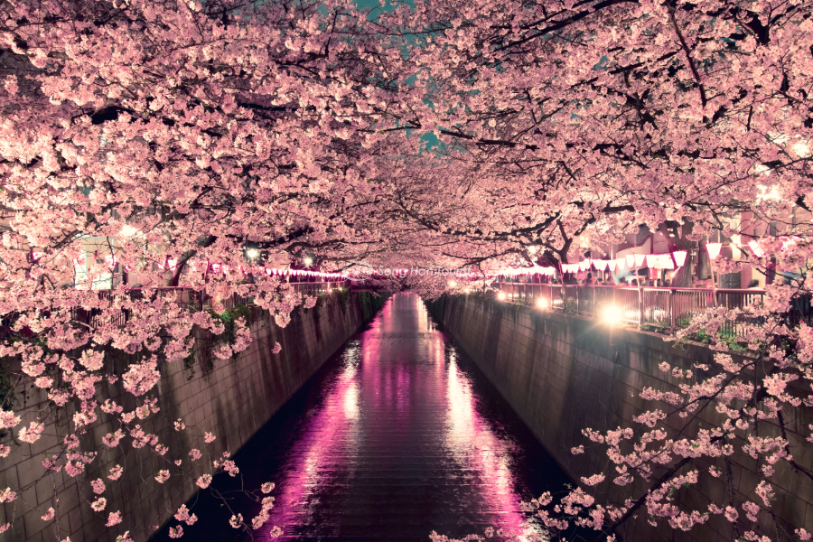 Ngắm sakura buổi đêm mang đến cảm xúc khó tả 