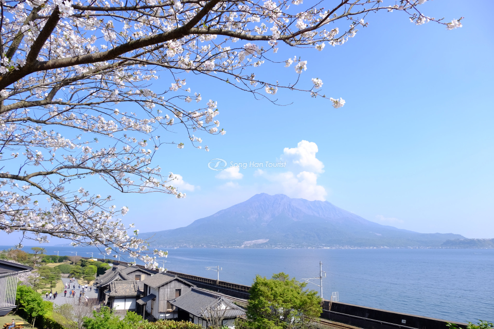 Từ khuôn viên khu vườn, bạn có thể ngắm nhìn ngọn núi lửa Sakurajima. (Nguồn: Internet)