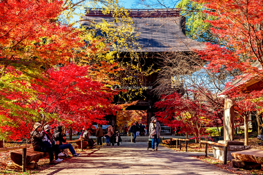 Ngôi chùa Joshiji - Cảnh vật quý báu của Tokyo
