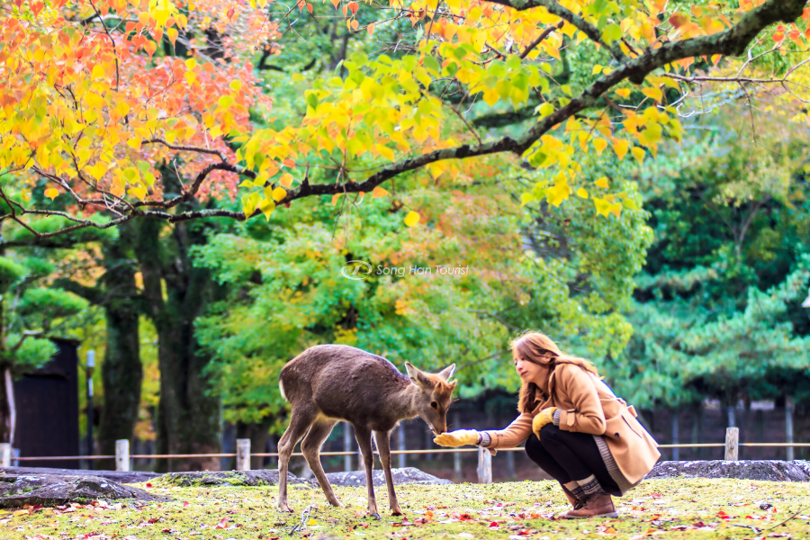 Nhật Bản cho bạn những khung hình tuyệt diệu mùa thu 
