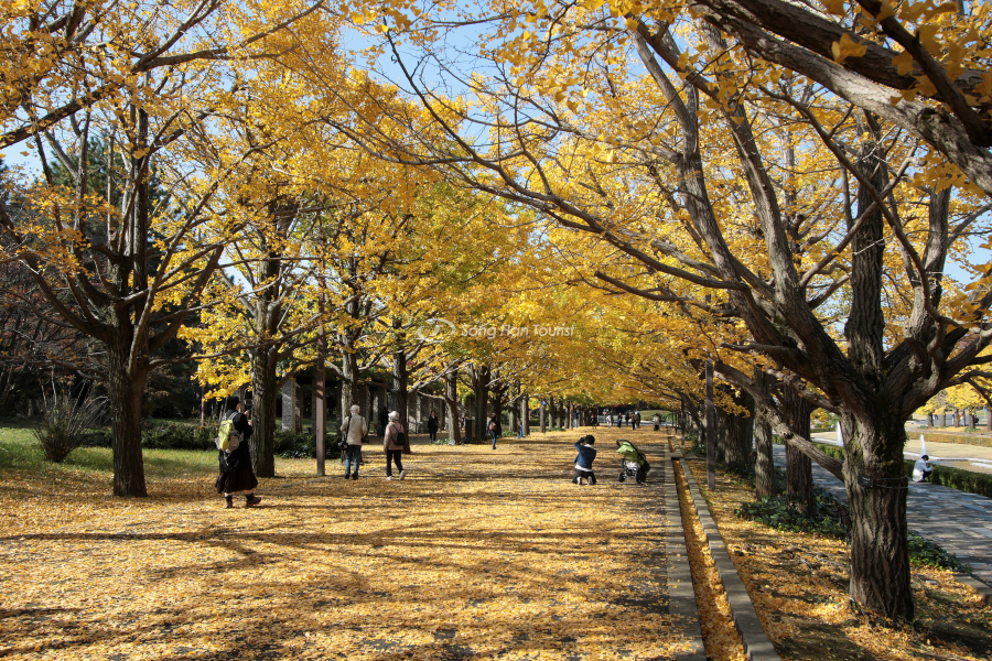 Nhiều bạn chụp ảnh khi đến công viên Showa Kinen 