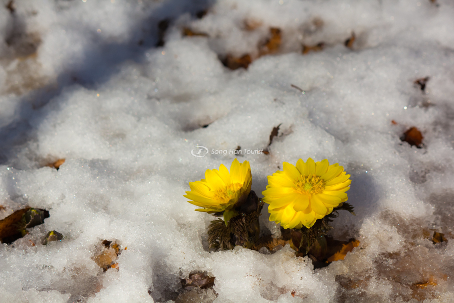 Nhóm hoa bé bé xinh xắn vào mùa đông