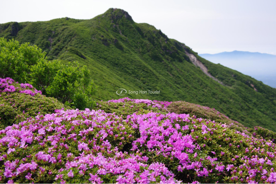 Nhóm hoa nở rực rỡ tại núi Kuju