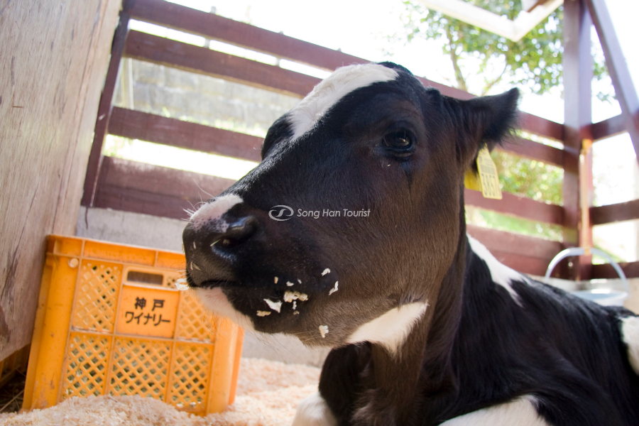 Những chú bò Kobe tại nông trại (Nguồn: Flickr)