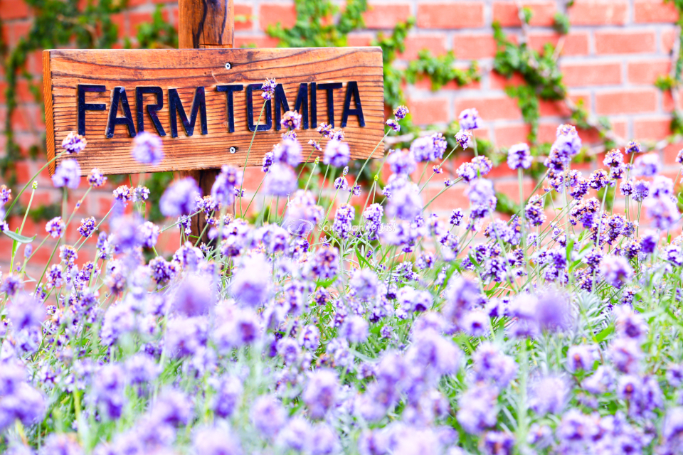 Nông trại Tomita với cánh đồng lavender nổi tiếng