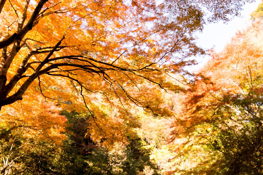 Phong cảnh mùa lá đỏ Nhật Bản
