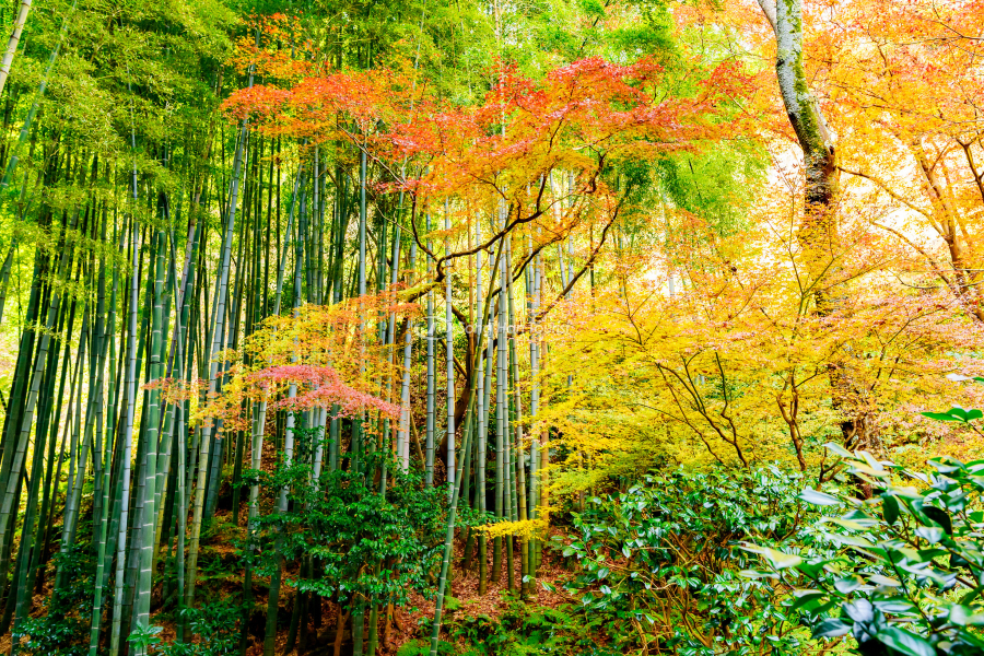 Rừng tre tại chùa vào mùa thu 