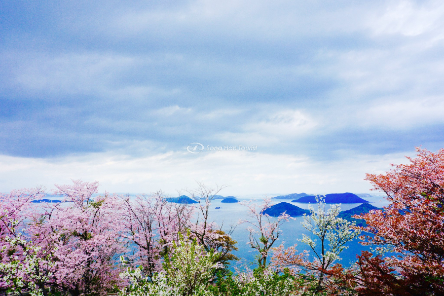 Sắc hoa ngập tràn tại núi Shiude