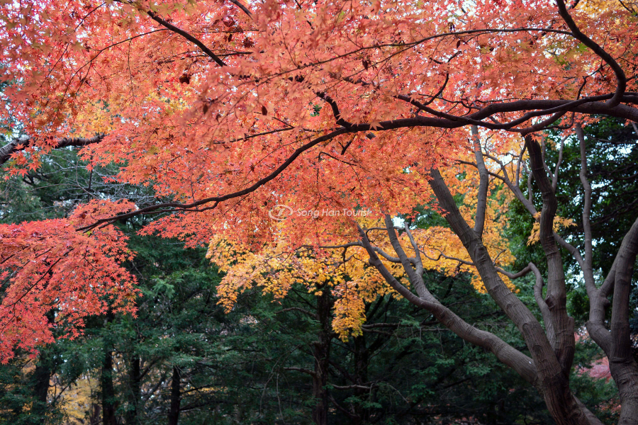Sắc màu mùa thu tại Tokyo