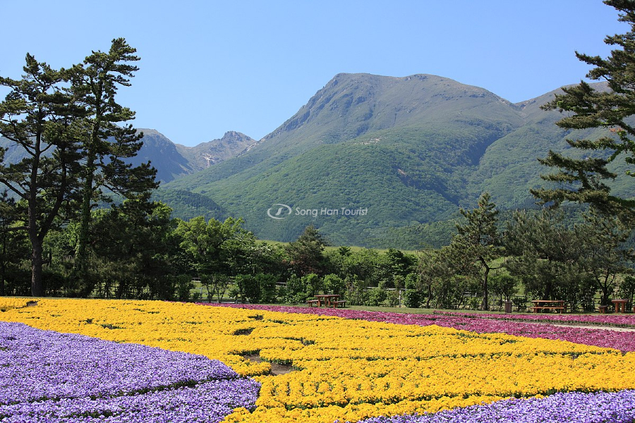Thiên đường hoa tại tỉnh Oita, Nhật Bản