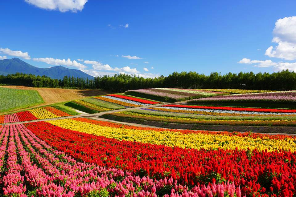 Nhật Bản - Cánh đồng hoa bảy màu rực rỡ khi hạ về