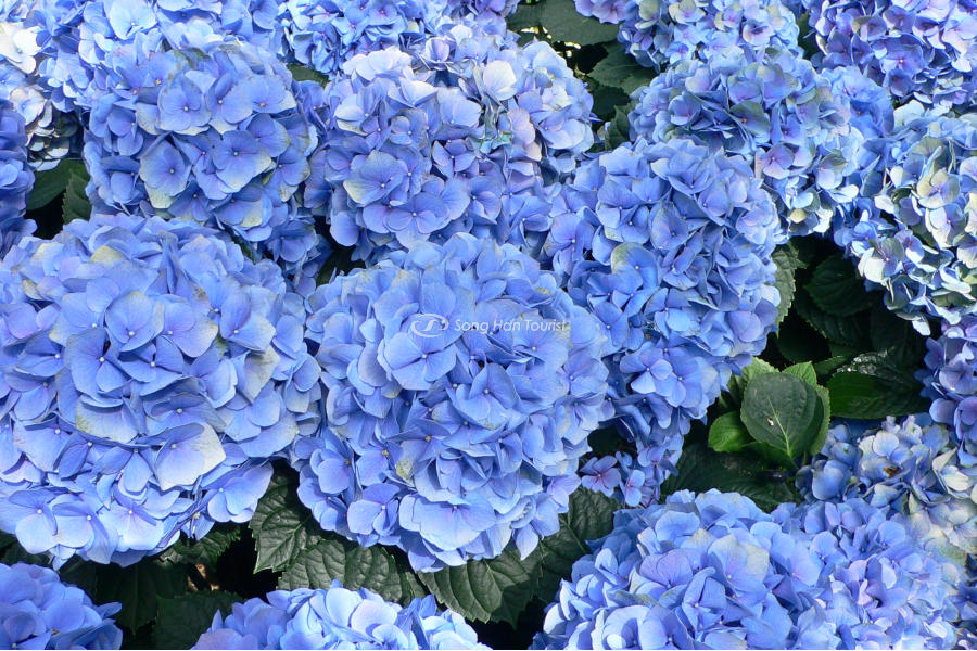 Vào mỗi mùa hè, hoa cẩm tú cầu nở rộ lại khoác lên Santōka một màu xanh ấn tượng. 