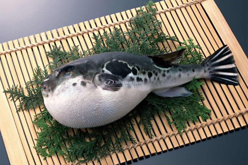Xứ sở hoa anh đào - Nơi ra đời món Sashimi cá nóc