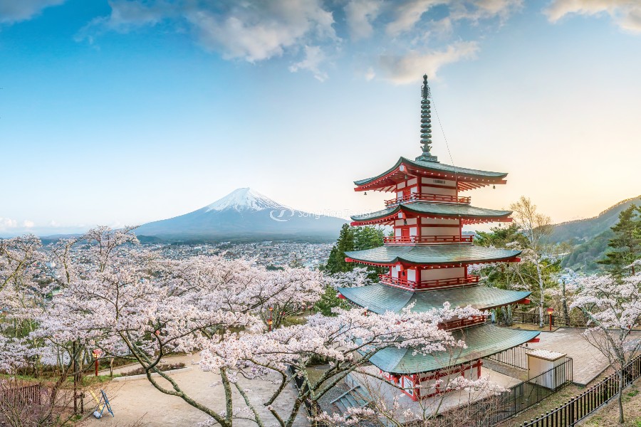 9 Địa Điểm Ngắm Hoa Anh Đào Nhật Bản Đẹp Nhất 2021 | SONGHANTOURIST